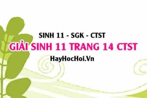 Giải Sinh 11 trang 14 Chân trời sáng tạo SGK